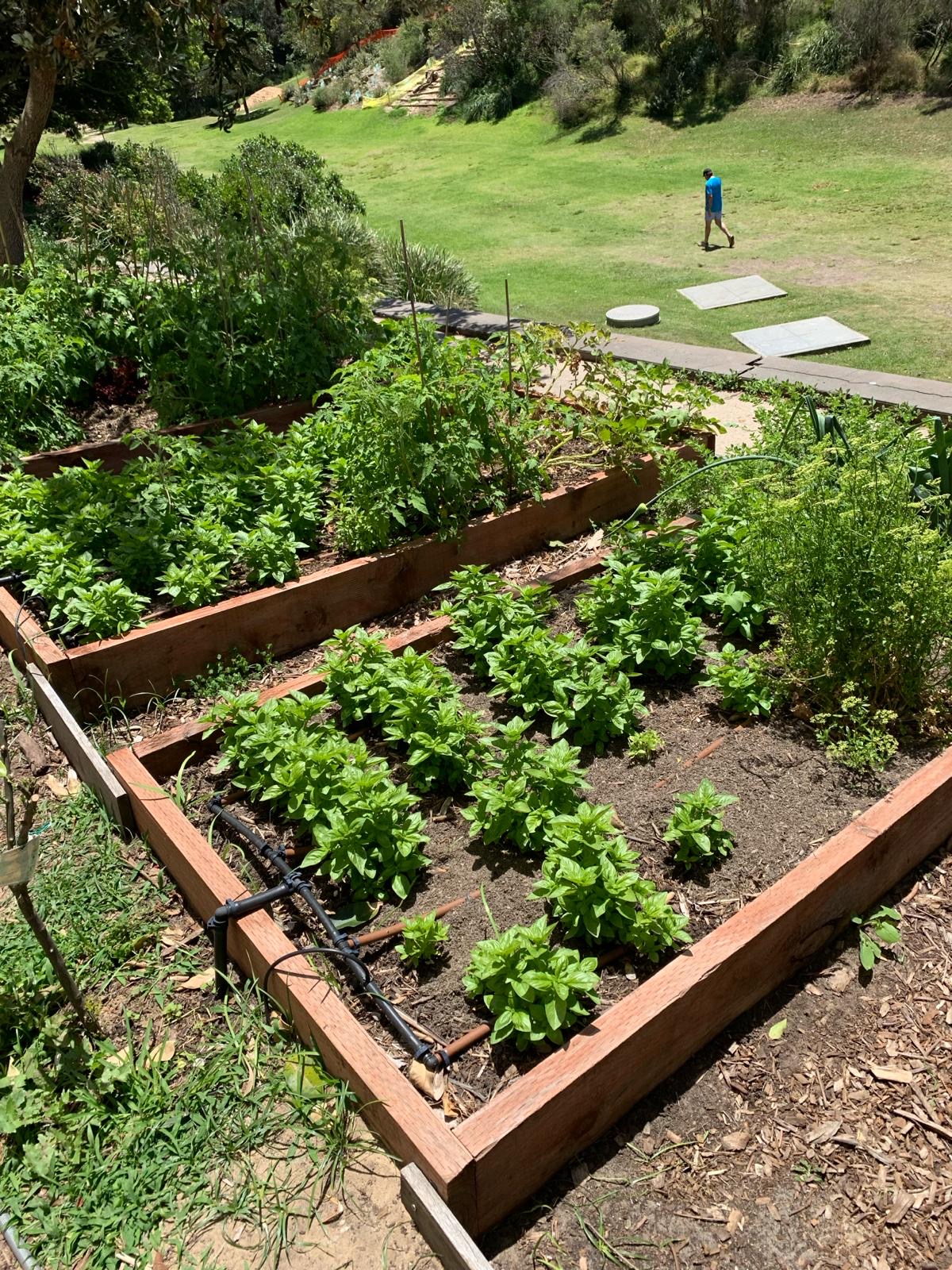 Raised vegetable beds in the community garden